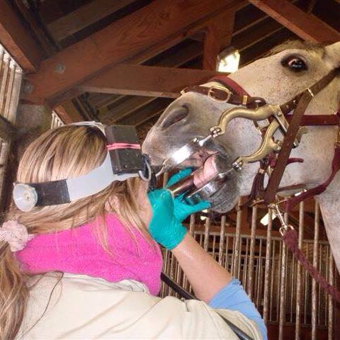 Equine Dentist Professional Equestrian Dentistry in Essex and Suffolk and East Anglia